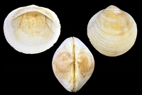 Glycymeris angusticostatus